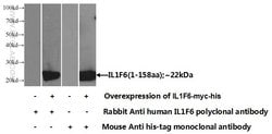 IL-1F6 / IL-36 alpha Rabbit anti-Human, Polyclonal, Proteintech 20 &mu;L;