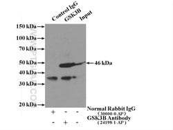 GSK3B Rabbit anti-Human, Mouse, Polyclonal, Proteintech 20 &mu;L; Unconjugated:Antibodies,