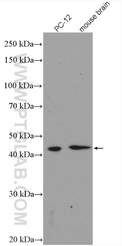GSK3B Rabbit anti-Human, Mouse, Polyclonal, Proteintech 20 &mu;L; Unconjugated:Antibodies,