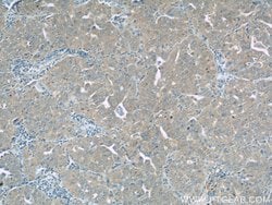 ROMO1 Rabbit anti-Human, Polyclonal, Proteintech:Antibodies:Primary Antibodies