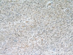 ROMO1 Rabbit anti-Human, Polyclonal, Proteintech:Antibodies:Primary Antibodies