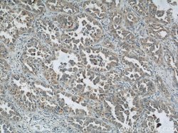 ROMO1 Rabbit anti-Human, Polyclonal, Proteintech:Antibodies:Primary Antibodies