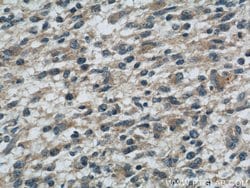 ROMO1 Rabbit anti-Human, Polyclonal, Proteintech:Antibodies:Primary Antibodies