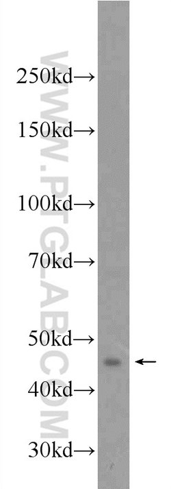 LUC7L2 Rabbit anti-Human, Polyclonal, Proteintech:  