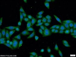 ANKRD55 Rabbit anti-Human, Polyclonal, Proteintech 150 &mu;L; Unconjugated:Antibodies,