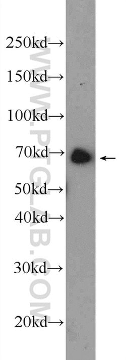 ANKRD55 Rabbit anti-Human, Polyclonal, Proteintech 150 &mu;L; Unconjugated:Antibodies,