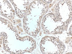 C7orf47 Rabbit anti-Human, Polyclonal, Proteintech:Antibodies:Primary Antibodies