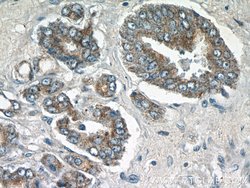 STAC2 Rabbit anti-Human, Polyclonal, Proteintech 150 &mu;L; Unconjugated:Antibodies,