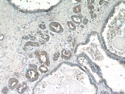 STAC2 Rabbit anti-Human, Polyclonal, Proteintech 150 &mu;L; Unconjugated:Antibodies,