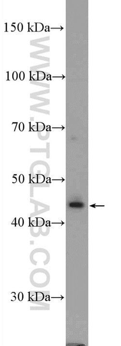 STAC2 Rabbit anti-Human, Polyclonal, Proteintech 150 &mu;L; Unconjugated:Antibodies,