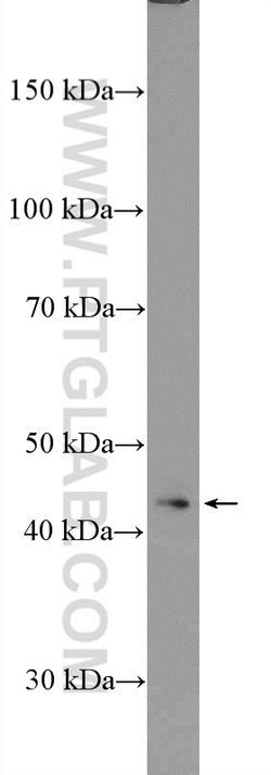 STAC2 Rabbit anti-Human, Polyclonal, Proteintech 150 &mu;L; Unconjugated:Antibodies,