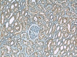 ANKRD53 Rabbit anti-Human, Polyclonal, Proteintech 150 &mu;L; Unconjugated:Antibodies,