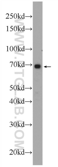 ANKRD53 Rabbit anti-Human, Polyclonal, Proteintech 150 &mu;L; Unconjugated:Antibodies,