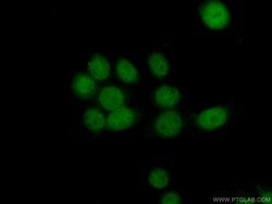PAPOLG Rabbit anti-Human, Polyclonal, Proteintech:Antibodies:Primary Antibodies