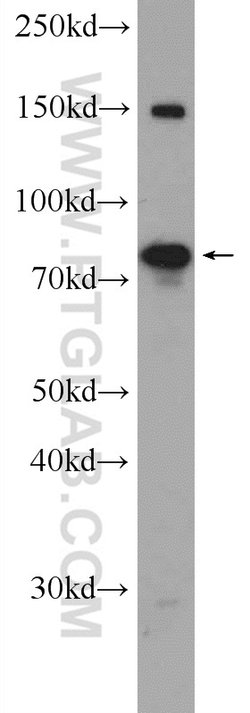 PAPOLG Rabbit anti-Human, Polyclonal, Proteintech:Antibodies:Primary Antibodies