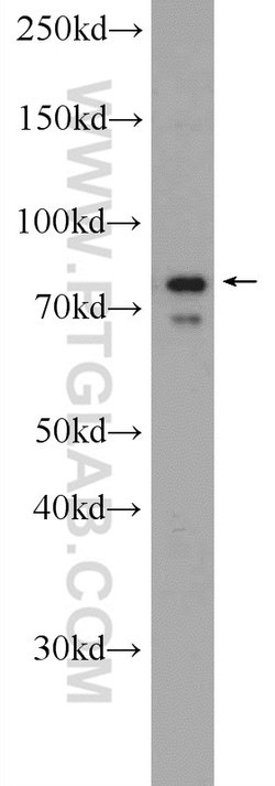 PAPOLG Rabbit anti-Human, Polyclonal, Proteintech:Antibodies:Primary Antibodies