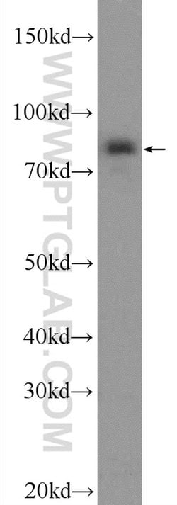 PAPOLG Rabbit anti-Human, Polyclonal, Proteintech:Antibodies:Primary Antibodies