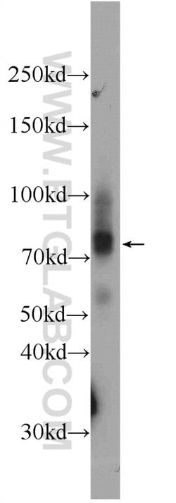 LARGE Rabbit anti-Human, Mouse, Polyclonal, Proteintech 150 &mu;L; Unconjugated:Antibodies,