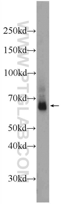 LARGE Rabbit anti-Human, Mouse, Polyclonal, Proteintech 150 &mu;L; Unconjugated:Antibodies,