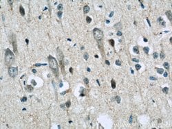 AQR Rabbit anti-Human, Polyclonal, Proteintech 150 &mu;L; Unconjugated:Antibodies,