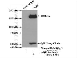 AQR Rabbit anti-Human, Polyclonal, Proteintech 150 &mu;L; Unconjugated:Antibodies,