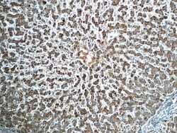 GPATCH4 Rabbit anti-Human, Mouse, Rat, Polyclonal, Proteintech 150 &mu;L;