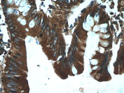 KTELC1 Rabbit anti-Human, Polyclonal, Proteintech 150 &mu;L; Unconjugated:Antibodies,