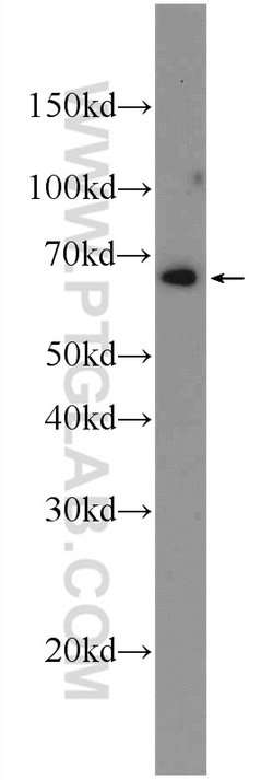 KTELC1 Rabbit anti-Human, Polyclonal, Proteintech 150 &mu;L; Unconjugated:Antibodies,