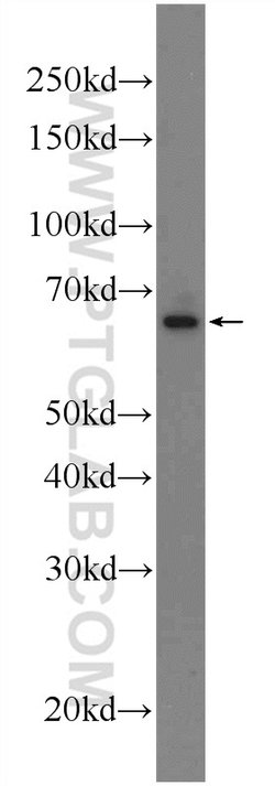 KTELC1 Rabbit anti-Human, Polyclonal, Proteintech 150 &mu;L; Unconjugated:Antibodies,