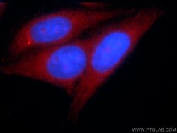 KTELC1 Rabbit anti-Human, Polyclonal, Proteintech 150 &mu;L; Unconjugated:Antibodies,