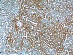 KTELC1 Rabbit anti-Human, Polyclonal, Proteintech 150 &mu;L; Unconjugated:Antibodies,