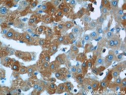 KTELC1 Rabbit anti-Human, Polyclonal, Proteintech 150 &mu;L; Unconjugated:Antibodies,