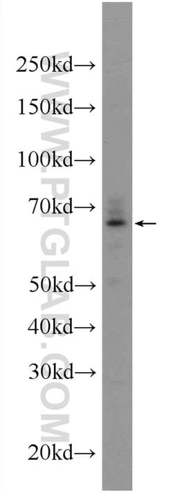 KTELC1 Rabbit anti-Human, Polyclonal, Proteintech 150 &mu;L; Unconjugated:Antibodies,