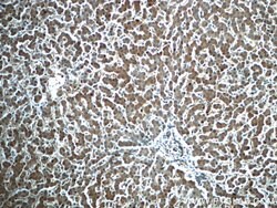 ATG14/Barkor (C-terminal) Rabbit anti-Human, Mouse, Polyclonal, Proteintech