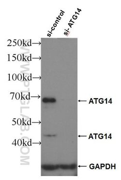 ATG14/Barkor (C-terminal) Rabbit anti-Human, Mouse, Polyclonal, Proteintech
