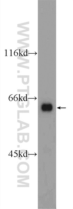 ATG14/Barkor (C-terminal) Rabbit anti-Human, Mouse, Polyclonal, Proteintech