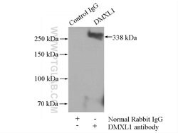 DMXL1 Rabbit anti-Human, Polyclonal, Proteintech 150 &mu;L; Unconjugated:Antibodies,