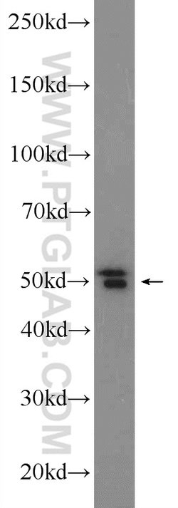 MPND Rabbit anti-Human, Mouse, Polyclonal, Proteintech:Antibodies:Primary