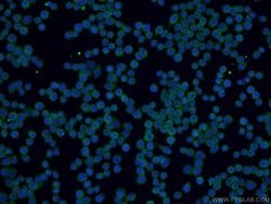SPAG9 Rabbit anti-Human, Mouse, Polyclonal, Proteintech 150 &mu;L; Unconjugated:Antibodies,