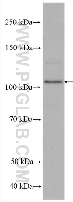 SPAG9 Rabbit anti-Human, Mouse, Polyclonal, Proteintech 150 &mu;L; Unconjugated:Antibodies,