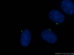 CEP135 Rabbit anti-Canine, Human, Polyclonal, Proteintech 150 &mu;L; Unconjugated:Antibodies,