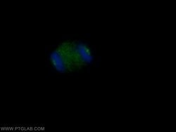 CEP135 Rabbit anti-Canine, Human, Polyclonal, Proteintech 150 &mu;L; Unconjugated:Antibodies,
