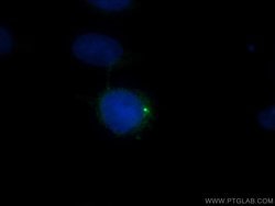 CEP135 Rabbit anti-Canine, Human, Polyclonal, Proteintech 150 &mu;L; Unconjugated:Antibodies,
