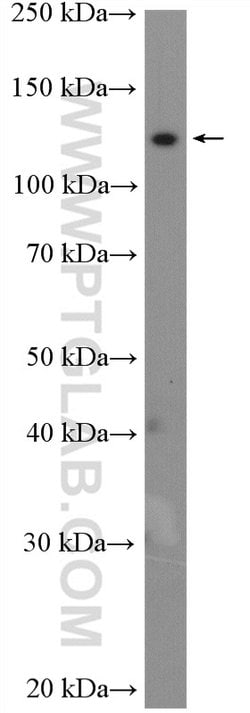 CEP135 Rabbit anti-Canine, Human, Polyclonal, Proteintech 150 &mu;L; Unconjugated:Antibodies,