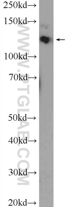 CEP135 Rabbit anti-Canine, Human, Polyclonal, Proteintech 150 &mu;L; Unconjugated:Antibodies,