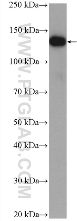 CEP135 Rabbit anti-Canine, Human, Polyclonal, Proteintech 150 &mu;L; Unconjugated:Antibodies,