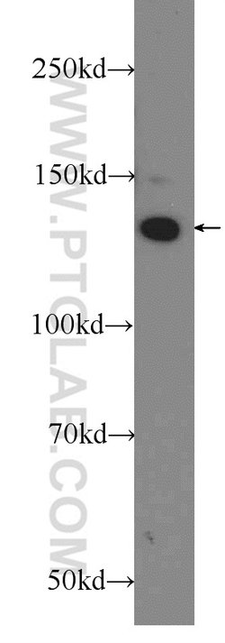 CEP135 Rabbit anti-Canine, Human, Polyclonal, Proteintech 150 &mu;L; Unconjugated:Antibodies,