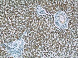 WDR7 Rabbit anti-Human, Mouse, Rat, Polyclonal, Proteintech 150 &mu;L | Buy Online | Proteintech Group Inc | Fisher Scientific