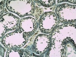 WDR7 Rabbit anti-Human, Mouse, Rat, Polyclonal, Proteintech 150 &mu;L | Buy Online | Proteintech Group Inc | Fisher Scientific