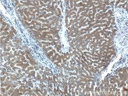WDR7 Rabbit anti-Human, Mouse, Rat, Polyclonal, Proteintech 150 &mu;L | Buy Online | Proteintech Group Inc | Fisher Scientific